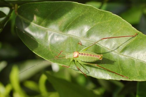 Leptophyes laticauda